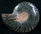 Black Cleoniceras Ammonite - (Half) #5644-1